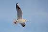 H�ttem�ge i vinterdragt. H�ttem�ge i vinterdragt flyver en kold vinterdag Larus ridibundus M�llemosen / M�l�v Danmark  fugle M�gefugle, Laridae, Charadriiformes, flyvning, fugleflugt, vingeslag, H�ttem�ger