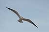 Stormm�ge. Stormm�ge flyver en kold vinterdag Larus canus M�llemosen / M�l�v Danmark  fugle M�gefugle, Laridae, Charadriiformes, flyvning, fugleflugt, vingeslag