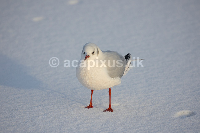 H�ttem�ge i vinterdragt. H�ttem�ge i vinterdragt p� isen p� den tilfrosne s� M�llemosen; Larus ridibundus; M�llemosen / M�l�v; Danmark; ; fugle; M�gefugle, Laridae, Charadriiformes, flyvning, fugleflugt, vingeslag, H�ttem�ger