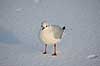 H�ttem�ge i vinterdragt. H�ttem�ge i vinterdragt p� isen p� den tilfrosne s� M�llemosen Larus ridibundus M�llemosen / M�l�v Danmark  fugle M�gefugle, Laridae, Charadriiformes, flyvning, fugleflugt, vingeslag, H�ttem�ger