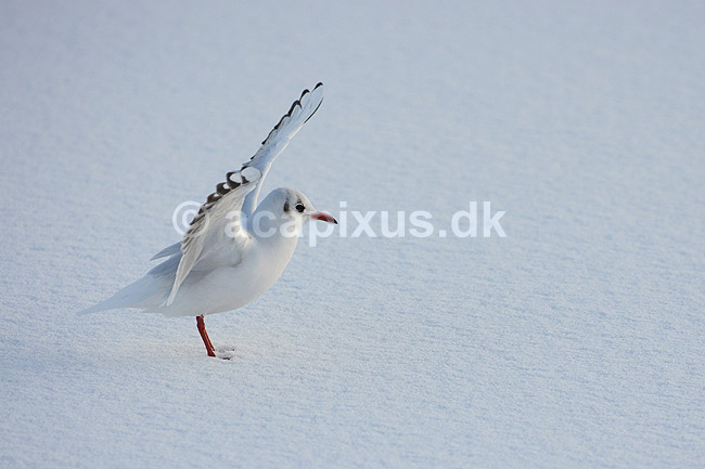 H�ttem�ge i vinterdragt. H�ttem�ge i vinterdragt lander p� isen p� den tilfrosne s� M�llemosen; Larus ridibundus; M�llemosen / M�l�v; Danmark; ; fugle; M�gefugle, Laridae, Charadriiformes, flyvning, fugleflugt, vingeslag, H�ttem�ger