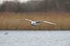 H�ttem�ge i vinterdragt. H�ttem�ge i vinterdragt ved Utterslev Mose Larus ridibundus Utterslev Mose Danmark  fugle M�gefugle, Laridae, Charadriiformes, flyvning, fugleflugt, vingeslag, H�ttem�ger