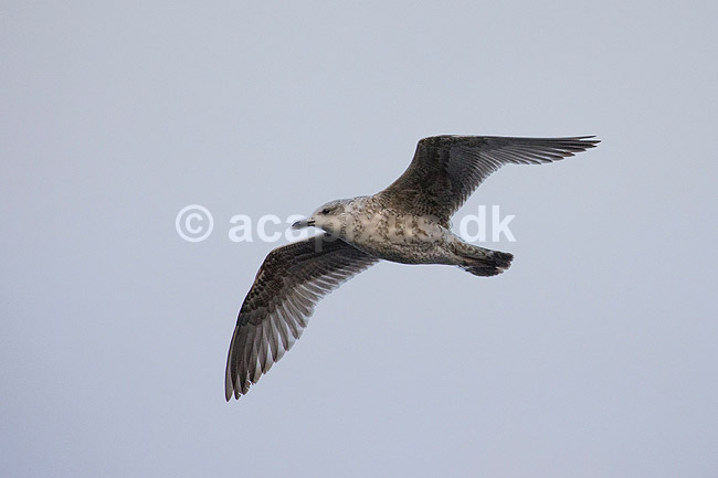 Sildem�ge - ungfugl. Sildem�ge - ungfugl - flyvende ved Utterslev Mose; Larus argentatus; ; Holland; ; fugle; M�gefugle, Laridae, vinger, flyve, flyvning, fugleflugt