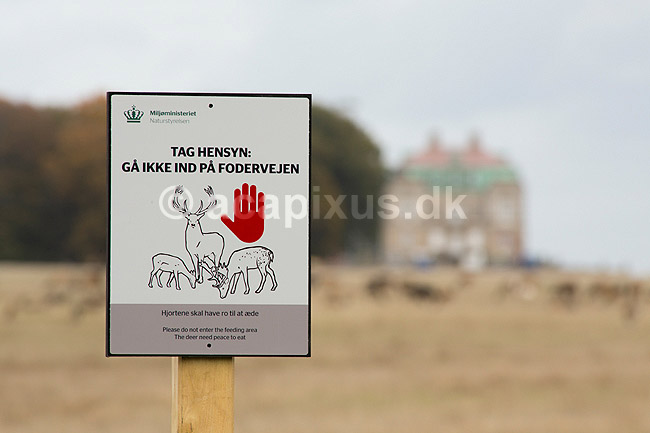 D�dyrenes brunstplads. Nyt skilt i Dyrehaven, der henstiller publikum til ikke at g� p� fodervejen i Dyrehaven; Dama dama; J�gersborg Dyrehave / Sj�lland; Danmark; ; ; J�gersborg Skovdistrikt, Milj�ministeriet, Naturstyrelsen