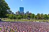 Memorial day. Skov af sm� flag ved Soldiers and Sailors Monument i Boston Common p� Memorial Day, som er en helligdag i USA, hvor man mindes dem, som er faldet under tjeneste i landets v�bnede styrker. Helligdagen afholdes hvert �r den sidste mandag i maj.Mange mindes ogs� bare dem man har mistet gennem tiden, som ikke n�dvendigvis d�de under krigen  Boston / Massachusetts USA   Stars and Stribes