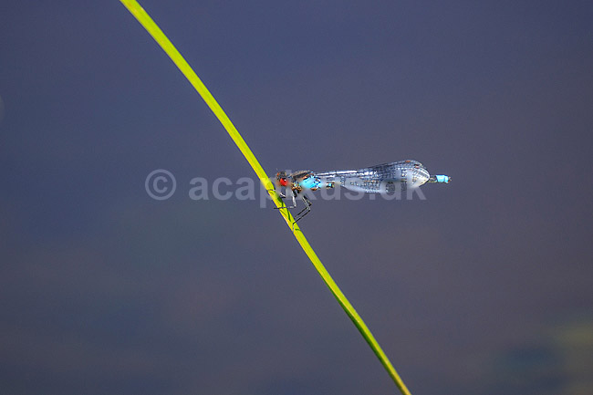 Vandnymfe. Vandnymfe hviler p� siv; Coenagrion puella; Allindelille Fredskov; Danmark; ; insekter; Coenagrionidae, Vandnymfer, Zygoptera, Odonata