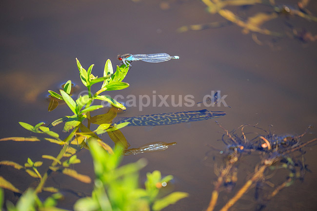 Biodiversitet. Biodiversitet - b�de en vandnymfe, en rygsv�mmer, og en ung gedde -  i et billede; ; Allindelille Fredskov; Danmark; ; insekter; fisk
