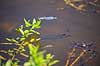 Biodiversitet. Biodiversitet - b�de en vandnymfe, en rygsv�mmer, og en ung gedde -  i et billede  Allindelille Fredskov Danmark  insekter fisk