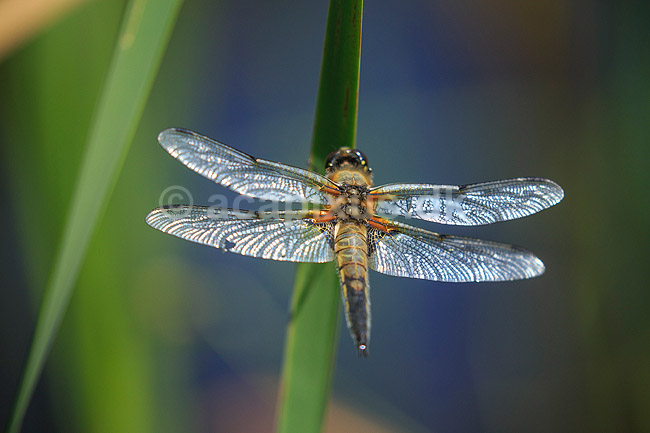 Vandrelibel. Vandrelibel siddende p� lur efter bytte p� siv ved B�llemosen; Libellula quadrimaculata; Allindelille Fredskov; Danmark; ; insekter; �gte guldsmede, Anisoptera, vinger, Egentlige guldsmede, Odonata, guldsmed