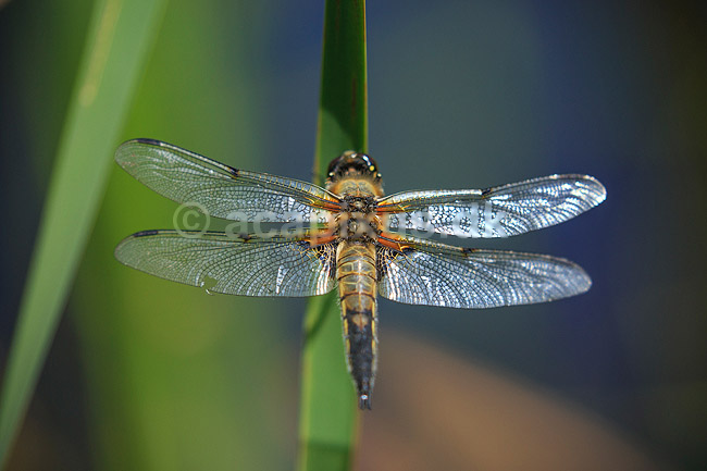 Vandrelibel. Vandrelibel siddende p� lur efter bytte p� siv ved B�llemosen; Libellula quadrimaculata; Allindelille Fredskov; Danmark; ; insekter; �gte guldsmede, Anisoptera, vinger, Egentlige guldsmede, Odonata, guldsmed