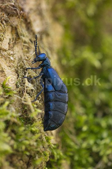 Bl� Oliebille. Oliebille i mos p� stub i Hareskoven ved Jonstrup Hegn; Meloe violaceus; M�l�v; Danmark; ; insekter; biller, oliebiller