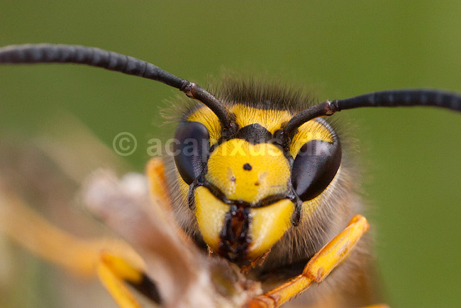 Gedehams. Portr�t af Tysk Gedehams - reprocessing af KOL10676; Paravespula germanica; Tisvilde; Danmark; ; insekter; Hveps, hvepse, Sociale gedehamse, Vespidae, �revingede (Hymenoptera