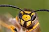 Gedehams. Portr�t af Tysk Gedehams - reprocessing af KOL10676 Paravespula germanica Tisvilde Danmark  insekter Hveps, hvepse, Sociale gedehamse, Vespidae, �revingede (Hymenoptera