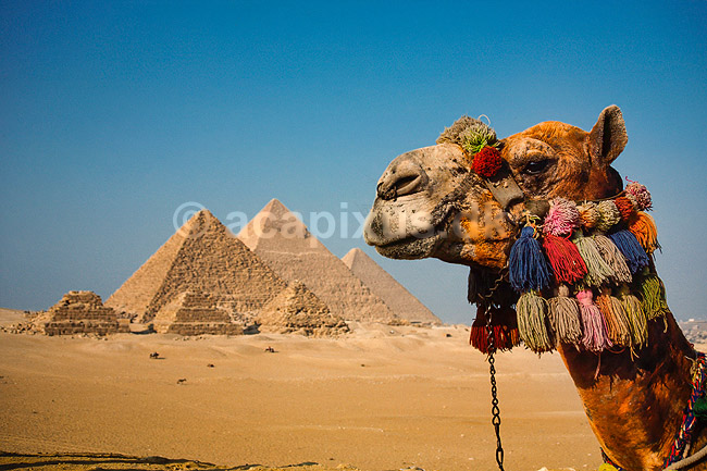 Giza pyramiderne. Kamel foran Giza pyramiderne. Fra venstre Mycerinus, Chephren og Cheops ( reprocessering af KOL12273 ) ; ; Giza / Cairo; Egypten; Afrika; ; Pyramide, pyramider, farao, pharao, pharaoer, gudekonge, ark�ologi, kulturhistorie, verdensarv, gravkammer, Gr�ske navne = Kheops, Khefren og Mykerinos. Egyptiske navne = Khufu, Khafra og Menkaura 