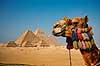 Giza pyramiderne. Kamel foran Giza pyramiderne. Fra venstre Mycerinus, Chephren og Cheops ( reprocessering af KOL12273 )   Giza / Cairo Egypten Afrika  Pyramide, pyramider, farao, pharao, pharaoer, gudekonge, ark�ologi, kulturhistorie, verdensarv, gravkammer, Gr�ske navne = Kheops, Khefren og Mykerinos. Egyptiske navne = Khufu, Khafra og Menkaura 