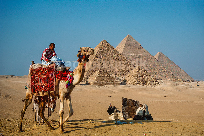 Giza pyramiderne. Kamel foran Giza pyramiderne. Fra venstre Mycerinus, Chephren og Cheops ( reprocessering af KOL12275 ) ; ; Giza / Cairo; Egypten; Afrika; ; Pyramide, pyramider, farao, pharao, pharaoer, gudekonge, ark�ologi, kulturhistorie, verdensarv, gravkammer, Gr�ske navne = Kheops, Khefren og Mykerinos. Egyptiske navne = Khufu, Khafra og Menkaura 