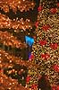 Julemarked p� Kongens Nytorv. Juletr� med r�de hjerter til Julemarked p� Kongens Nytorv - i baggrunden Hotel D Angleterre  Kongens Nytorv / K�benhavn Danmark  Sev�rdigheder Handel, julemarkeder, juleudsmykning, julestemning