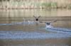 Blish�ns. Blish�ner l�ber p� vandet i territorialkamp  Fulica atra Skallemose S� / Hareskoven Danmark  fugle Blish�ne, Vandh�ns, Rallidae, Tranefugle, Gruiformes
