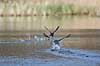 Blish�ns. Blish�ner l�ber p� vandet i territorialkamp  Fulica atra Skallemose S� / Hareskoven Danmark  fugle Blish�ne, Vandh�ns, Rallidae, Tranefugle, Gruiformes