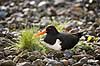 Strandskade. Strand skade ligger p� rede og ruger p� �g mellem sten Haematopus ostralegus M�l�v Danmark  fugle Strandskader, Haematopodidae, M�gefugle og vadefugle, Charadriiformes