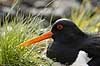 Strandskade. Strand skade ligger p� rede og ruger p� �g mellem sten Haematopus ostralegus M�l�v Danmark  fugle Strandskader, Haematopodidae, M�gefugle og vadefugle, Charadriiformes