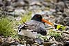 Strandskade. Strand skade ligger p� rede og ruger p� �g mellem sten Haematopus ostralegus M�l�v Danmark  fugle Strandskader, Haematopodidae, M�gefugle og vadefugle, Charadriiformes
