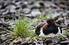 Strandskade. Strand skade ligger p� rede og ruger p� �g mellem sten i regnvejr Haematopus ostralegus M�l�v Danmark  fugle Strandskader, Haematopodidae, M�gefugle og vadefugle, Charadriiformes