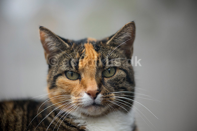 Huskat. Kat slapper af p� havebordet; Felis catus; ; ; ; pattedyr; Rovdyr, Carnivora, Katte, Felidae, huskatte, tunge, kattetunge, kat