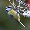 Bl�mejse. Bl�mejse p� foderbr�dtet Cyanistes caeruleus M�l�v   fugle Bl�mejser, Mejser, Paridae, Spurvefugle, Passeriformes, Parus caeruleus
