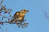 Sjagger. Sjagger spiser r�nneb�r i det sene efter�r Turdus pilaris M�l�v   fugle Drosler, Turdinae, Spurvefugle, Passeriformes