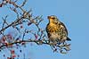 Sjagger. Sjagger spiser r�nneb�r i det sene efter�r Turdus pilaris M�l�v   fugle Drosler, Turdinae, Spurvefugle, Passeriformes