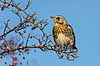 Sjagger. Sjagger spiser r�nneb�r i det sene efter�r Turdus pilaris M�l�v   fugle Drosler, Turdinae, Spurvefugle, Passeriformes