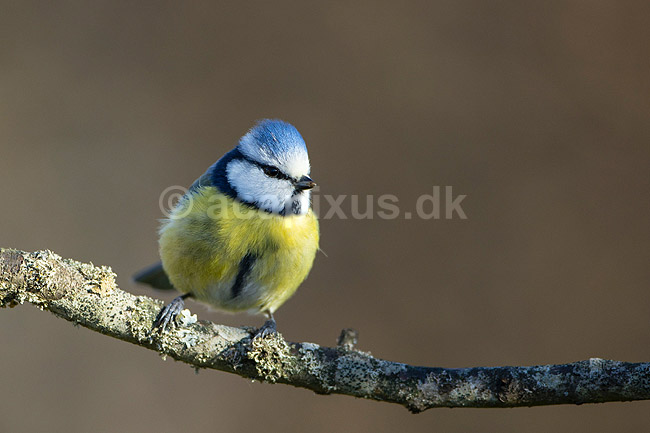 Bl�mejse. Bl�mejse fouragerer efter f�de en kold vinterdag; Cyanistes caeruleus; M�l�v; ; ; fugle; Bl�mejser, Mejse, Mejser, Paridae, Spurvefugl, Spurvefugle, Passeriformes, Parus caeruleus
