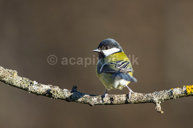Musvit. Musvit fouragerer efter f�de en kold vinterdag; Parus major; M�l�v; ; ; fugle; Musvitter, Mejser, Paridae, Spurvefugle, Passeriformes