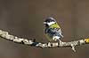 Musvit. Musvit fouragerer efter f�de en kold vinterdag Parus major M�l�v   fugle Musvitter, Mejser, Paridae, Spurvefugle, Passeriformes