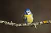 Bl�mejse. Bl�mejse fouragerer efter f�de en kold vinterdag Cyanistes caeruleus M�l�v   fugle Bl�mejser, Mejse, Mejser, Paridae, Spurvefugl, Spurvefugle, Passeriformes, Parus caeruleus