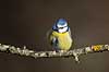 Bl�mejse. Bl�mejse fouragerer efter f�de en kold vinterdag Cyanistes caeruleus M�l�v   fugle Bl�mejser, Mejse, Mejser, Paridae, Spurvefugl, Spurvefugle, Passeriformes, Parus caeruleus