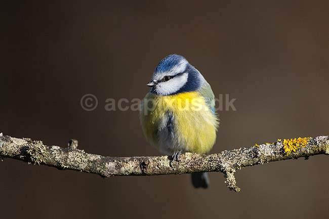 Bl�mejse. Bl�mejse fouragerer efter f�de en kold vinterdag; Cyanistes caeruleus; M�l�v; ; ; fugle; Bl�mejser, Mejse, Mejser, Paridae, Spurvefugl, Spurvefugle, Passeriformes, Parus caeruleus