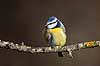Bl�mejse. Bl�mejse fouragerer efter f�de en kold vinterdag Cyanistes caeruleus M�l�v   fugle Bl�mejser, Mejse, Mejser, Paridae, Spurvefugl, Spurvefugle, Passeriformes, Parus caeruleus