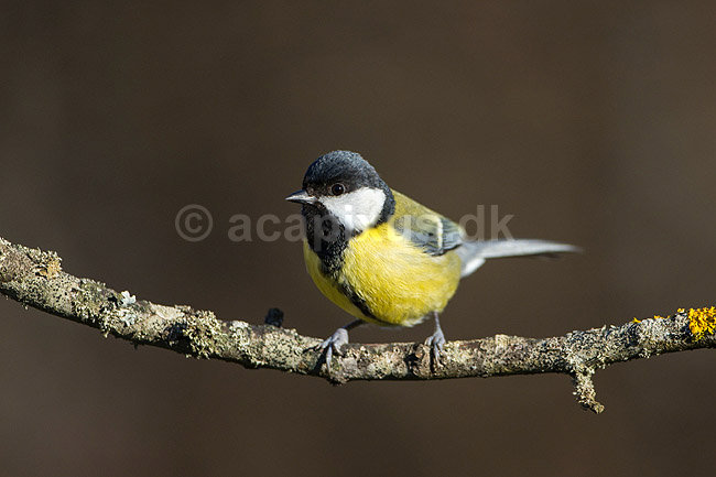 Musvit. Musvit fouragerer efter f�de en kold vinterdag; Parus major; M�l�v; ; ; fugle; Musvitter, Mejser, Paridae, Spurvefugle, Passeriformes