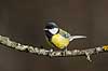 Musvit. Musvit fouragerer efter f�de en kold vinterdag Parus major M�l�v   fugle Musvitter, Mejser, Paridae, Spurvefugle, Passeriformes