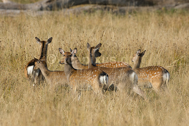 D�dyr. En flok af d�dyr hinder p� slette i J�gersborg Dyrehave; Dama dama; J�gersborg Dyrehave / Sj�lland; ; ; pattedyr; Hjorte, Cervidae, Parrett�ede hovdyr, Artiodactyla, hjort, d�vildt, gevir, fuldskuffel, dr�vtygger, brunst, fallow deer, d�hjort, dovhjort