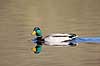 Gr�and. Gr�andrik p� vandet p� Skallemose S� i Hareskoven Anas platyrhynchos Skallemose S� / M�l�v Danmark  fugle �nder, Andefugle, Anseriformes, Anatidae, gr��nder
