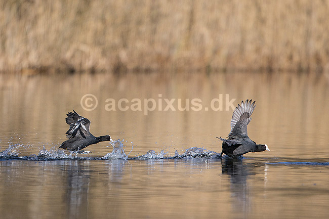 Blish�ns. Blish�ner l�ber p� vandet i territorialkamp p� Skallemose S� i Hareskoven; Fulica atra; Skallemose S� / Hareskoven; Danmark; ; fugle; Blish�ne, Vandh�ns, Rallidae, Tranefugle, Gruiformes, for�r