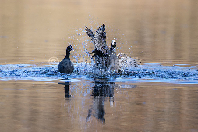 Blish�ns. Blish�ner l�ber p� vandet i territorialkamp p� Skallemose S� i Hareskoven; Fulica atra; Skallemose S� / Hareskoven; Danmark; ; fugle; Blish�ne, Vandh�ns, Rallidae, Tranefugle, Gruiformes, for�r