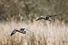 Knar�nder. Par af knar�nder ( knarand) flyver over Skallemose S� i Hareskoven Anas strepera Skallemose S� / Hareskoven Danmark  fugle �nder, Andefugle, Anseriformes, Anatidae