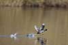 Blish�ns. Blish�ner l�ber p� vandet i territorialkamp p� Skallemose S� i Hareskoven Fulica atra Skallemose S� / Hareskoven Danmark  fugle Blish�ne, Vandh�ns, Rallidae, Tranefugle, Gruiformes, for�r