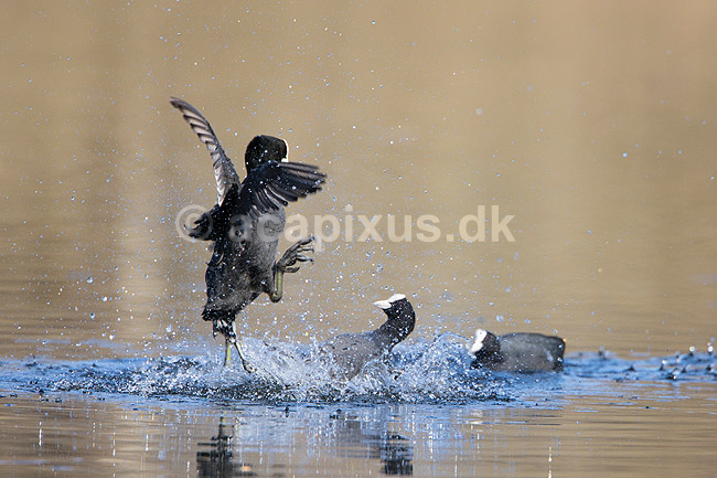 Blish�ns. Blish�ner l�ber p� vandet i territorialkamp p� Skallemose S� i Hareskoven; Fulica atra; Skallemose S� / Hareskoven; Danmark; ; fugle; Blish�ne, Vandh�ns, Rallidae, Tranefugle, Gruiformes, for�r