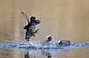 Blish�ns. Blish�ner l�ber p� vandet i territorialkamp p� Skallemose S� i Hareskoven Fulica atra Skallemose S� / Hareskoven Danmark  fugle Blish�ne, Vandh�ns, Rallidae, Tranefugle, Gruiformes, for�r