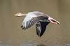 Gr�g�s. Gr�g�s flyver over vandet p� Skallemose S� i Hareskoven Anser anser Skallemose S� / Hareskoven Danmark  fugle Egentlige andefugle, Anatidae, Anseriformes, g�s, g�s, gr�g�s, flyvning, fugleflugt, gr�g�s
